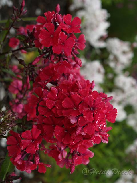 Phlox Starfire_1.JPG